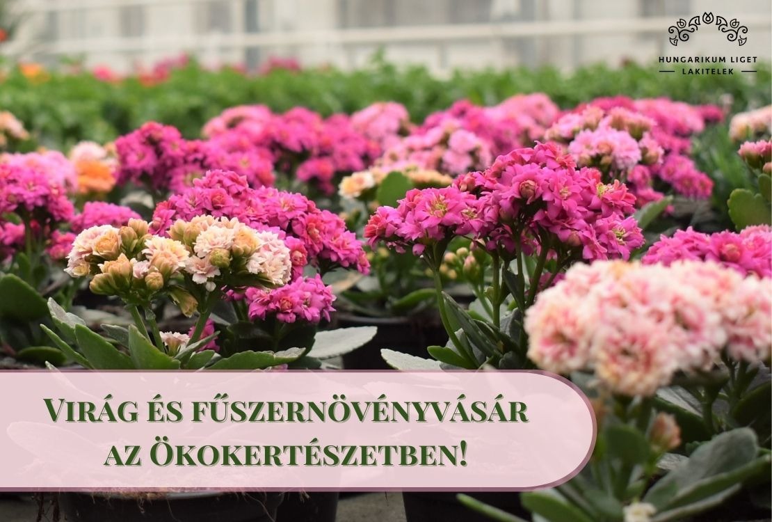 Virág és fűszernövényvásár az Ökokertészetben