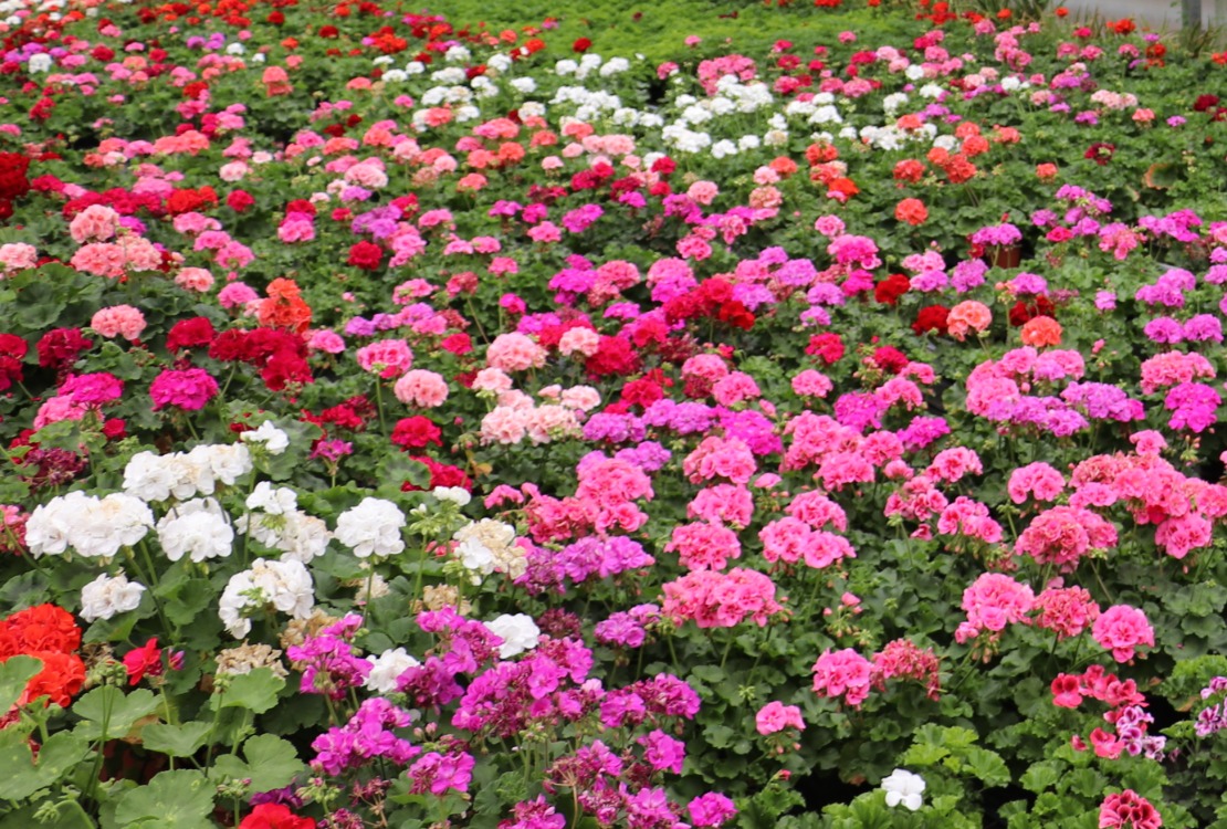 Boldog anyák napját kívánunk