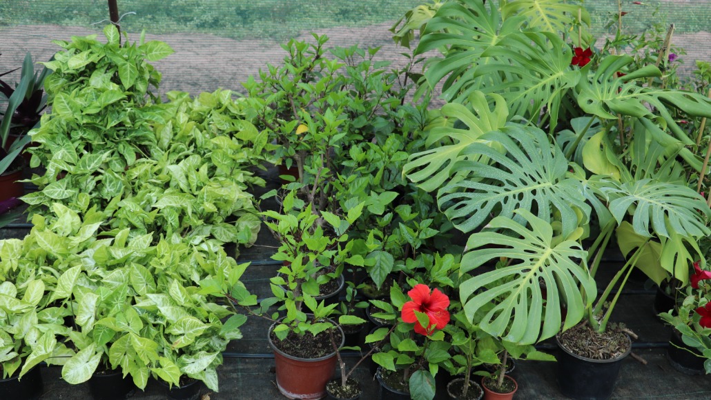 Kertészeti virágok 2023. augusztus